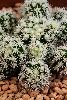 <em>Mammillaria gracilis</em> 'Arizona Snowcap'
